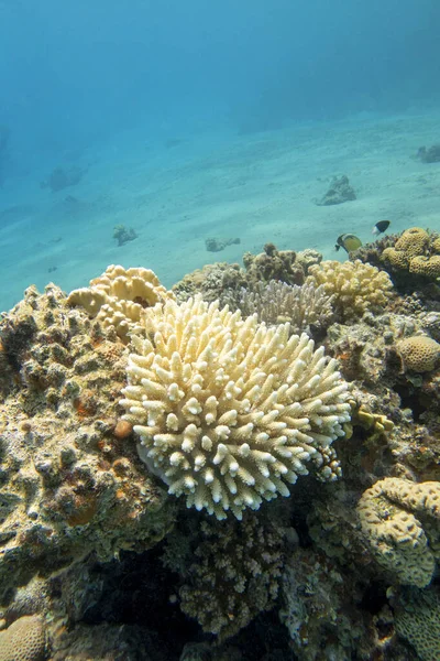 Färgglada Pittoreska Korallrev Sandig Botten Tropiska Havet Hård Korall Akropora — Stockfoto