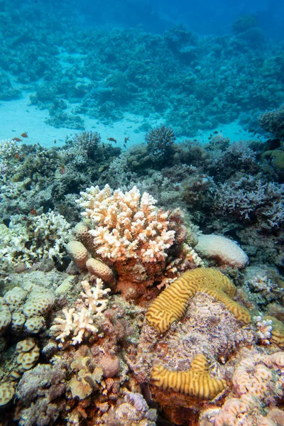 Színes Korallzátony Acropora Korallokkal Scleractinia Trópusi Tenger Homokos Alján Víz — Stock Fotó