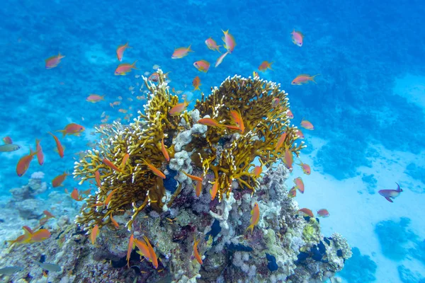Красочные Коралловые Рифы Дне Тропического Моря Твердые Кораллы Рыбы Анфиас — стоковое фото