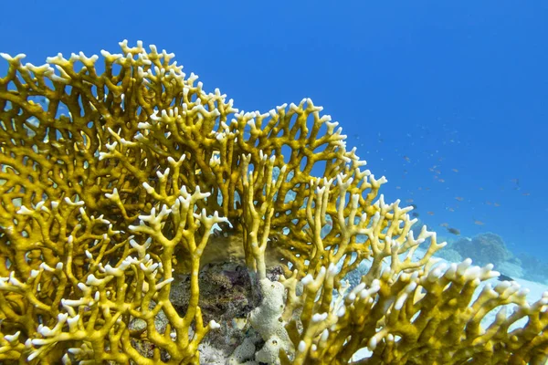 Красочные Коралловые Рифы Дне Тропического Моря Желтые Огненные Кораллы Подводный — стоковое фото