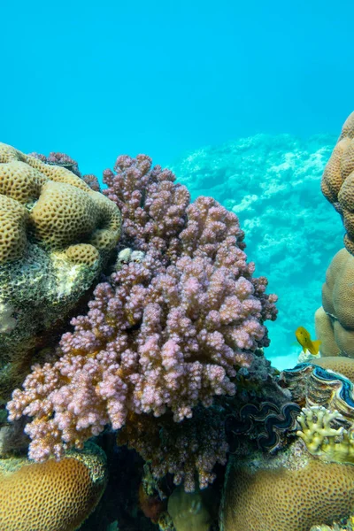 Colorful Coral Reef Bottom Tropical Sea Hard Corals Underwater Landscape — Stock Photo, Image