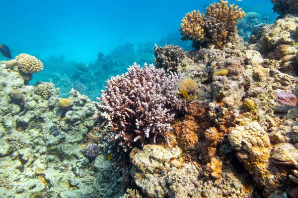 Красочный Коралловый Риф Дне Тропического Моря Твердые Кораллы Подводный Пейзаж — стоковое фото