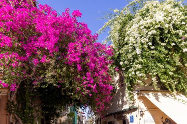 Atina, Yunanistan - 19 Ekim 2022: Atina 'nın eski tarihi bir mahallesi olan Plaka' nın ünlü bir caddesinde çiçekli güzel bir begonvil çalısı