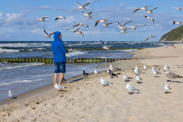 Mężczyzna Niebieskiej Kurtce Karmi Mewy Latające Nad Głową Piaszczystej Plaży — Zdjęcie stockowe
