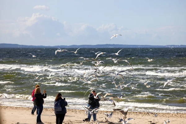 Międzyzdroje Polska Września 2022 Ludzie Spacerują Wzdłuż Wybrzeża Obserwują Ptaki — Zdjęcie stockowe