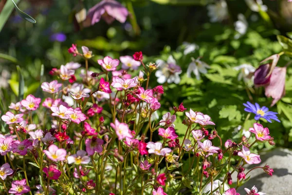 stock image Red spring flowers of saxifraga x arendsii blooming in rock garden, close up