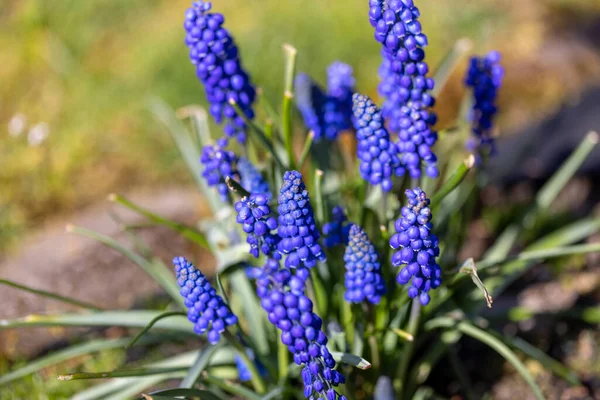 Beautiful Flower Sapphire Color Muscari Blooming Garden Close — Stock Photo, Image