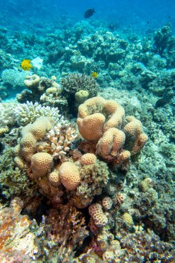 Colorful, picturesque coral reef at bottom of tropical sea, great stony coral Siderastreidae, underwater landscape