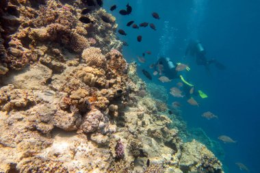 Colorful, picturesque coral reef at the bottom of tropical sea, hard corals and tropical fishes, underwater landscape. Group of divers in the distance