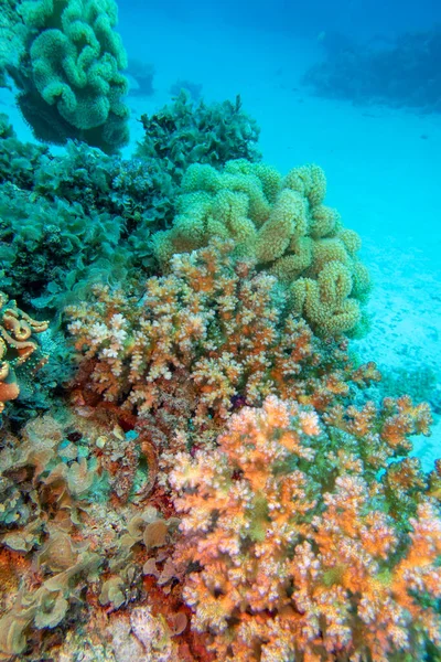Colorful Picturesque Coral Reef Sandy Bottom Tropical Sea Stony Soft — Stockfoto