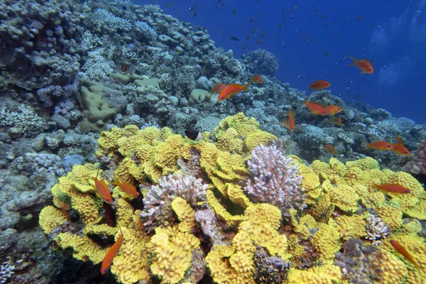 Färgglada Korallrev Botten Tropiska Havet Gul Sallad Korall Turbinaria Mesenterina — Stockfoto
