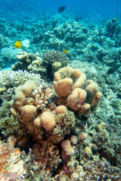 Kolorowa Malownicza Rafa Koralowa Dnie Tropikalnego Morza Wielki Koralowiec Siderastreidae — Zdjęcie stockowe