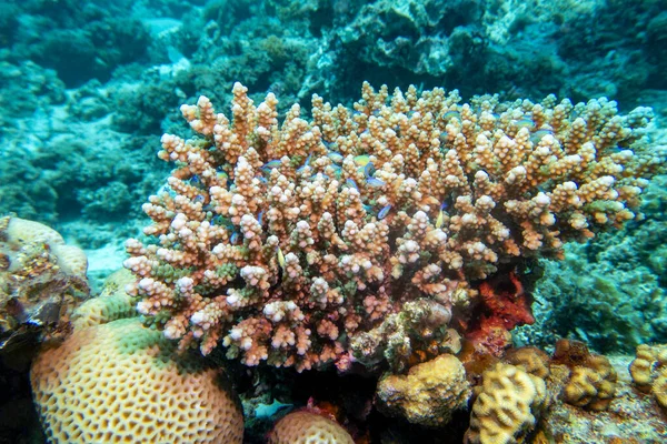 Kolorowa Malownicza Rafa Koralowa Dnie Tropikalnego Morza Koralowce Egzotyczne Ryby — Zdjęcie stockowe