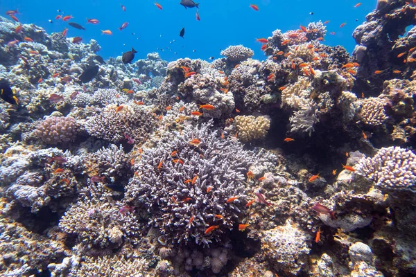 Красочные Живописные Коралловые Рифы Дне Тропического Моря Твердые Кораллы Рыбы — стоковое фото