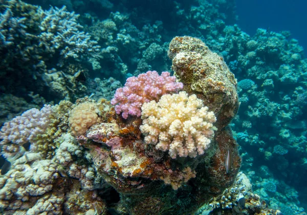 Színes Festői Korallzátony Trópusi Tenger Fenekén Különböző Típusú Köves Korallok — Stock Fotó