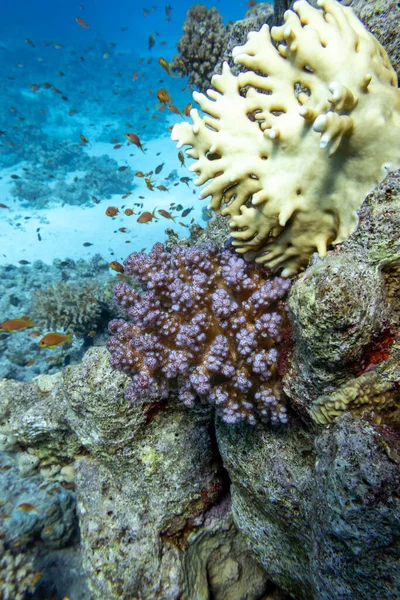 熱帯の海の砂の底にあるカラフルで絵のようなサンゴ礁 石のサンゴと魚のアンタニア 水中の風景 — ストック写真