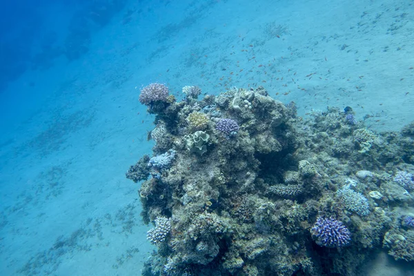 Färgglada Korallrev Botten Tropiska Havet Hårda Koraller Och Fiskar Anthias — Stockfoto