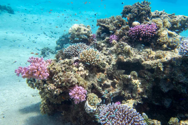 Colorful Picturesque Coral Reef Bottom Tropical Sea Hard Soft Corals — Stockfoto