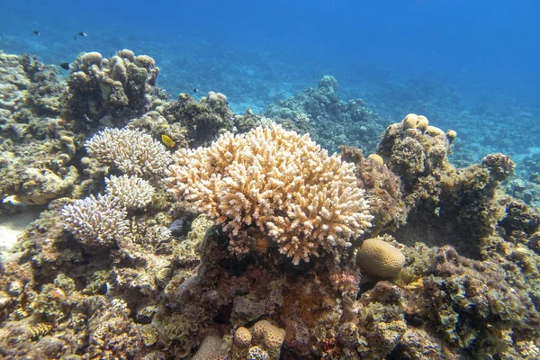 Färgglada Korallrev Botten Tropiska Havet Hårda Koraller Undervattens Landskap — Stockfoto