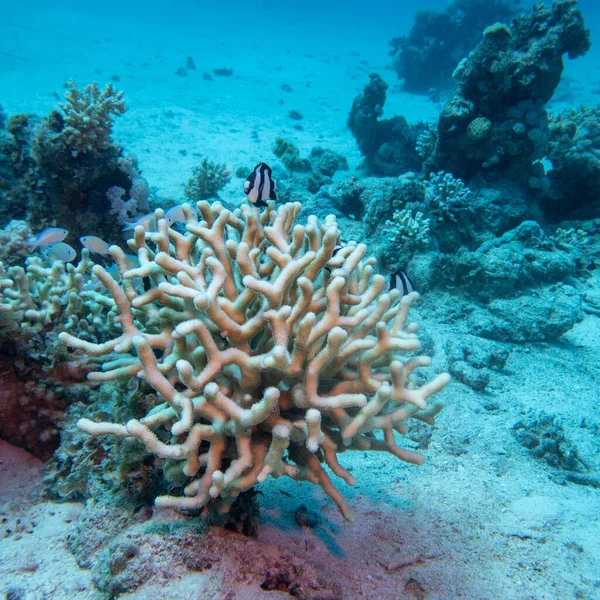 Kolorowa Malownicza Rafa Koralowa Piaszczystym Dnie Tropikalnego Morza Kamienny Koralowiec — Zdjęcie stockowe