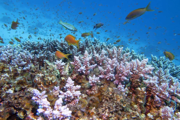 Красочные Живописные Коралловые Рифы Дне Тропического Моря Твердые Кораллы Розовая — стоковое фото