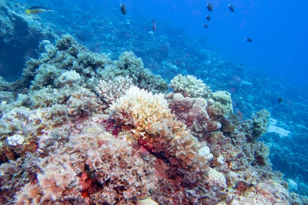 Bunte Malerische Korallenriffe Sandigen Grund Des Tropischen Meeres Steinkorallen Unterwasserlandschaft — Stockfoto