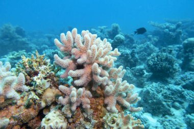 Colorful, picturesque coral reef at bottom of tropical sea, yellow Porites porites coral, underwater landscape