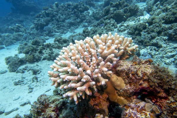 カラフルなサンゴ礁とアクロポラサンゴ Scleractinia 熱帯の海の砂の底 水中の風景 — ストック写真
