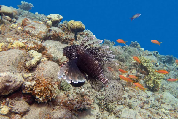 Rotfeuerfische Räuberische Meeresfische Aus Der Familie Scorpaenidae Über Bunten Korallenriffen — Stockfoto
