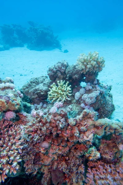 Tropikal Denizin Kumlu Dibindeki Renkli Mercan Resifleri Sert Mercanlar Sualtı — Stok fotoğraf
