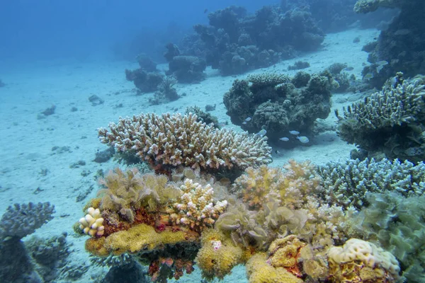 Красочный Живописный Коралловый Риф Дне Тропического Моря Твердые Кораллы Подводный — стоковое фото