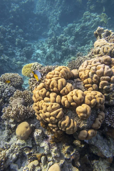 热带海底色彩斑斓 风景如画的珊瑚礁 巨大的石珊瑚Siderastreidae 水下景观 — 图库照片