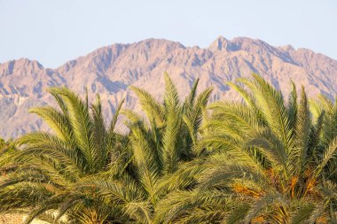 Sina Yarımadası 'ndaki görkemli dağlar palmiye ağaçlarının arka planında, Dahab, Mısır. Dahad, dağlarla çevrili eski bir Bedevi köyü. Şimdi Mısır 'ın en değerli dalış alanlarından biri.