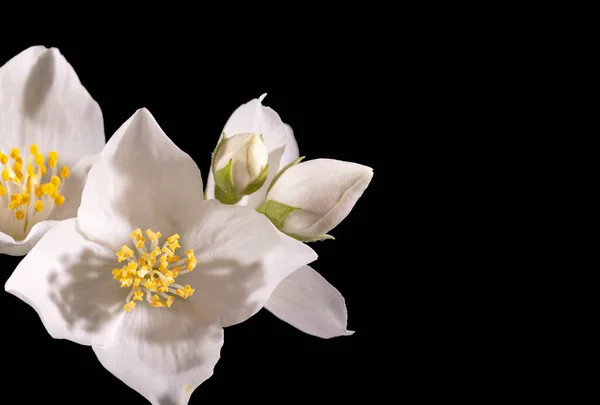 Beautiful Delicate White Flowers Jasmine Shrub Close — Stock Photo, Image
