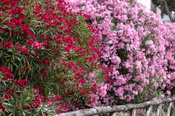 Mooie Grote Bloeiende Kleurrijke Struiken Van Nerium Oleander Rode Roze — Stockfoto