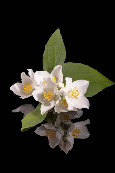 Beautiful Delicate White Flowers Philadelphus Shrub Mirror Reflection — Stock Photo, Image