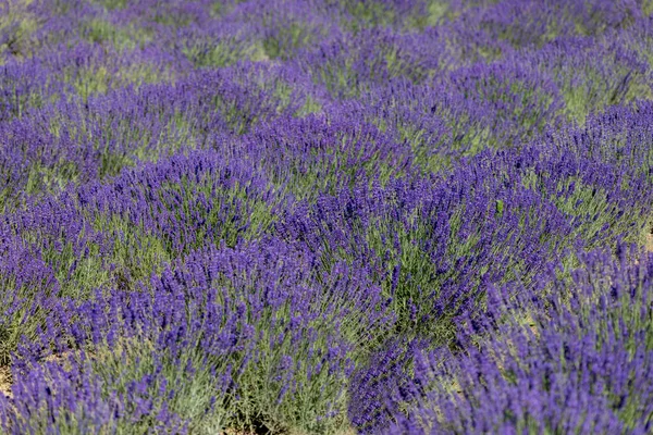 Pittoreska Äng Blommande Blommor Lavendel Naturens Skönhet — Stockfoto