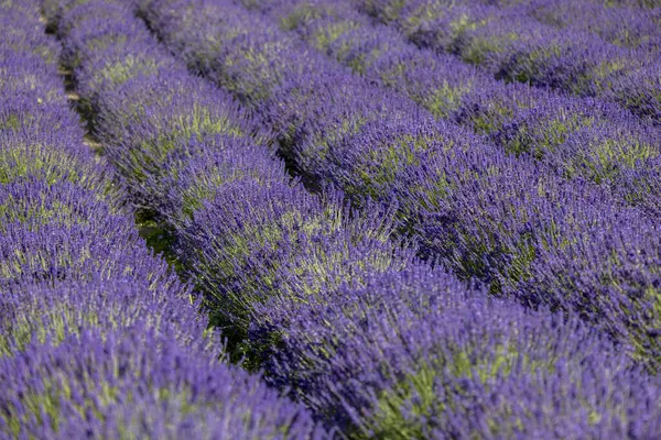 라벤더의 자연의 아름다움을 피콜로 — 스톡 사진