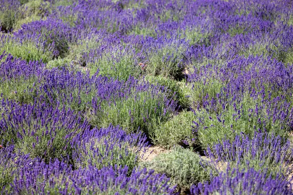 Schilderachtige Weide Van Bloeiende Bloemen Van Lavendel Schoonheid Van Natuur — Stockfoto