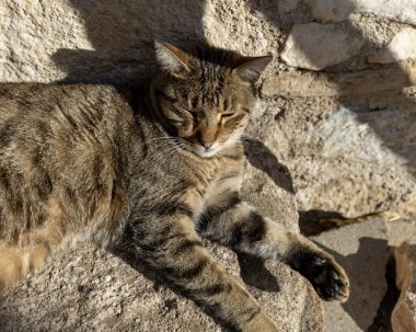 Güneşin altında güneşlenen bir kedi, Atina, Yunanistan sokaklarında yaygın bir manzara