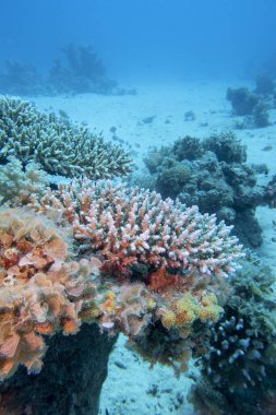 Tropikal denizin dibindeki renkli mercan resifleri, sert mercanlar, sualtı manzaraları.