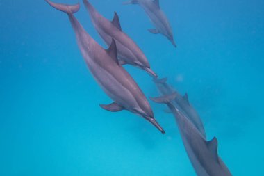 Tropikal denizde, sualtı manzarasında yüzen bir grup yunus.