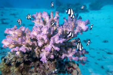 Tropikal denizin kumlu dibindeki renkli mercan resifleri, taşlı mercanlar ve beyaz kuyruklu balıklar Dascyllus, sualtı manzarası.