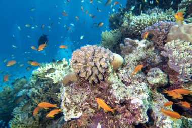 Tropikal denizin dibindeki renkli mercan resifleri, sert mercanlar ve balıklar, Anthias, sualtı manzarası.