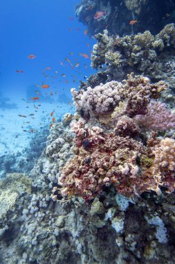 Tropikal denizin dibindeki renkli mercan resifleri, sert mercanlar ve balıklar, Anthias, sualtı manzarası.