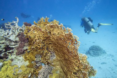 Tropikal denizin dibindeki renkli, pitoresk mercan resifi, sarı ateş mercanı, sualtı manzarası. Uzaktaki birkaç dalgıç