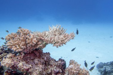 Tropikal denizin dibindeki renkli, pitoresk mercan resifi, sert mercanlarla kaplı kumlu taban, sualtı manzarası