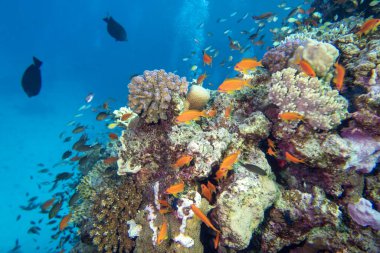 Tropikal denizin dibindeki renkli mercan resifleri, sert mercanlar ve balıklar, Anthias, sualtı manzarası.