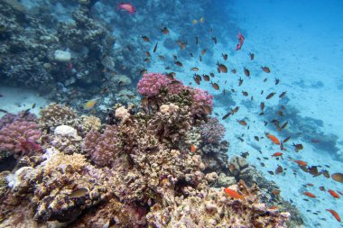 Tropikal denizin dibindeki renkli mercan resifleri, sert mercanlar ve balıklar, Anthias, sualtı manzarası.