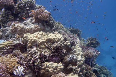 Tropikal denizin dibindeki renkli mercan resifleri, sert mercanlar ve balıklar, Anthias, sualtı manzarası.